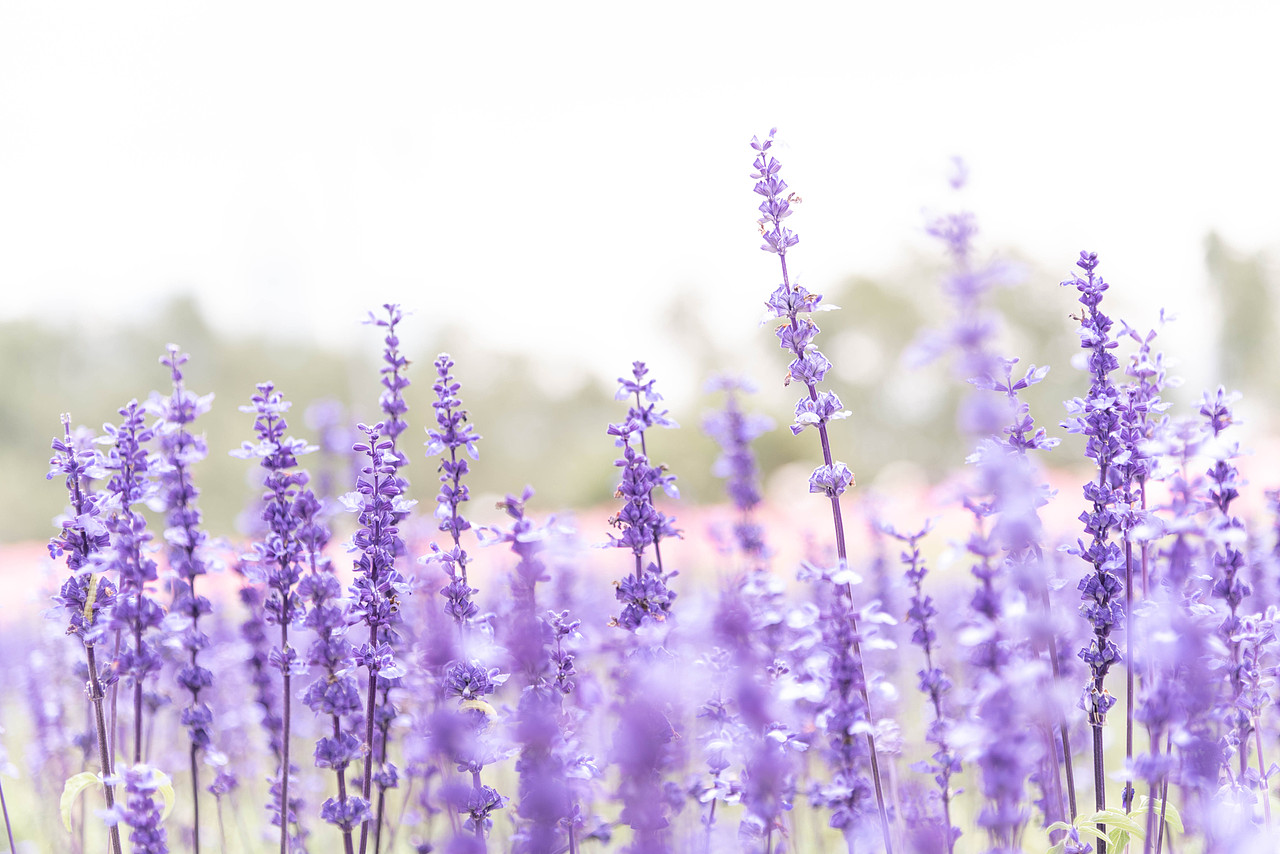 薰衣草