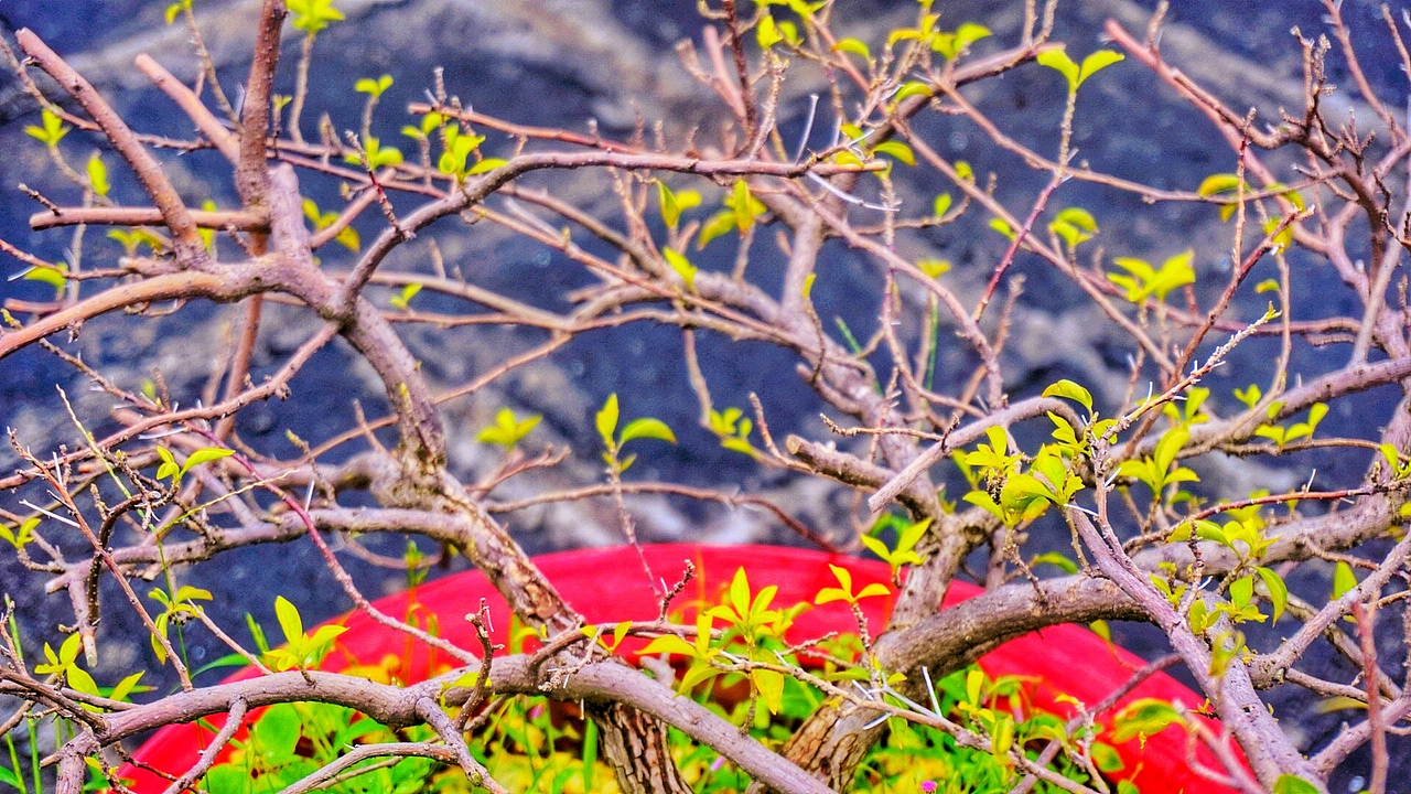 綠色系列 攝影作品