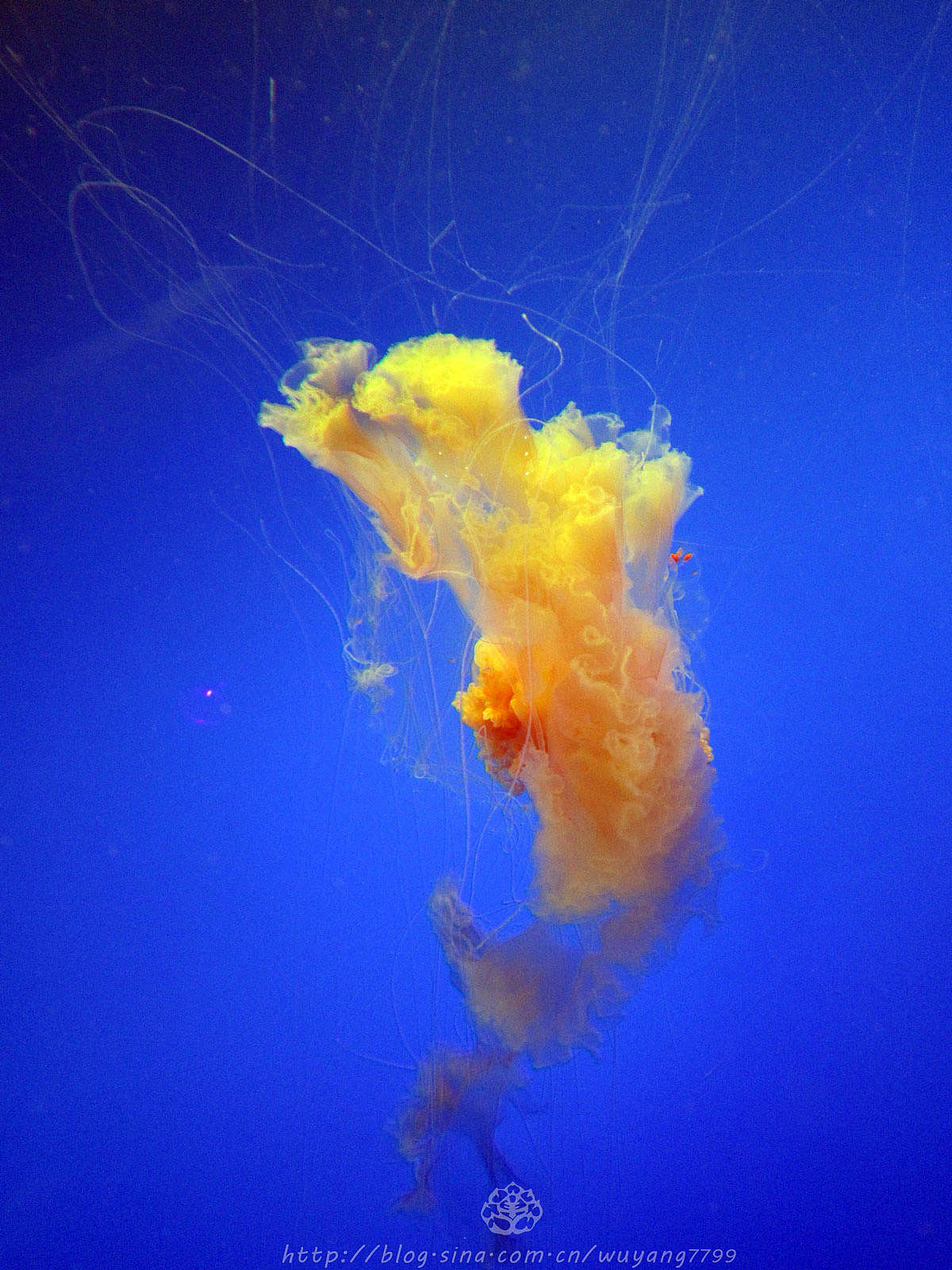 怎么可以这么美——天使还是幽灵