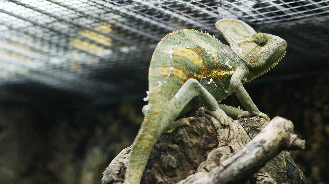 长隆飞鸟乐园-动物趣闻（图ZMjQ5NTU5NzM2） - 其他摄影 - 站酷设计师飞天猪猫原创素材 - 站酷ZCOOL