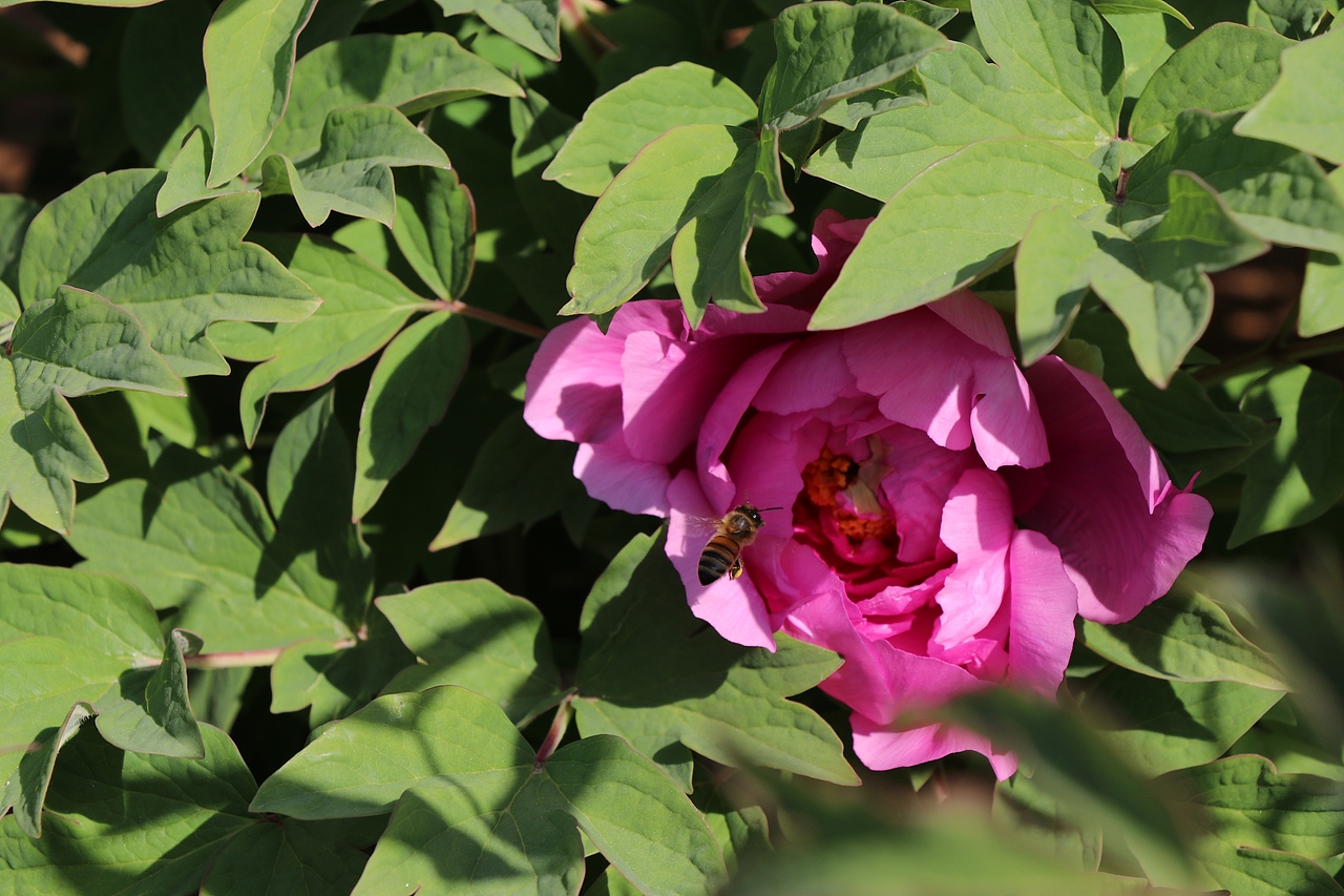 富贵牡丹（图ZMTEyMzU1MjU2） - 风光摄影 - 站酷设计师冰无漪原创素材 - 站酷ZCOOL