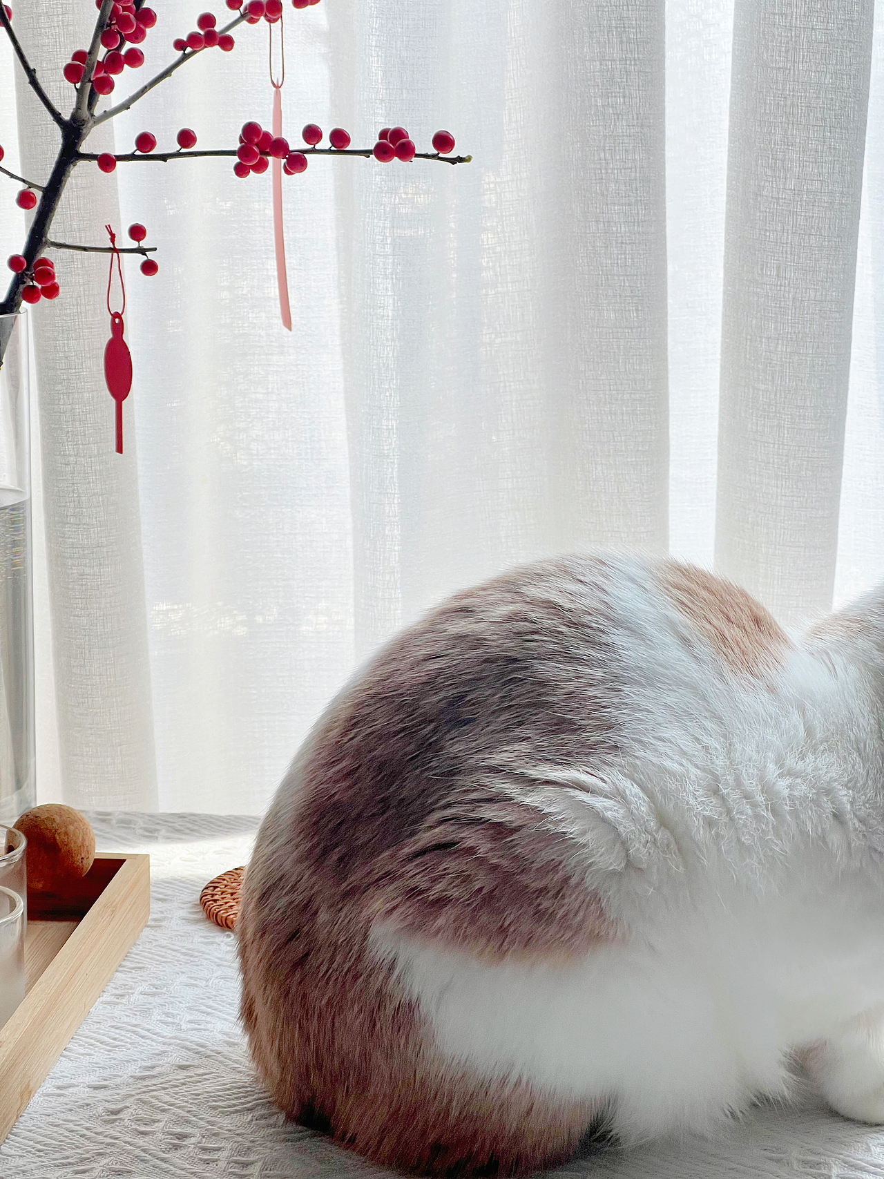 吸猫日常（图ZMzAxMTY3MTg0） - 宠物摄影 - 站酷设计师ᴛᴏᴛᴏᴋᴏʟᴀᴍ原创素材 - 站酷ZCOOL