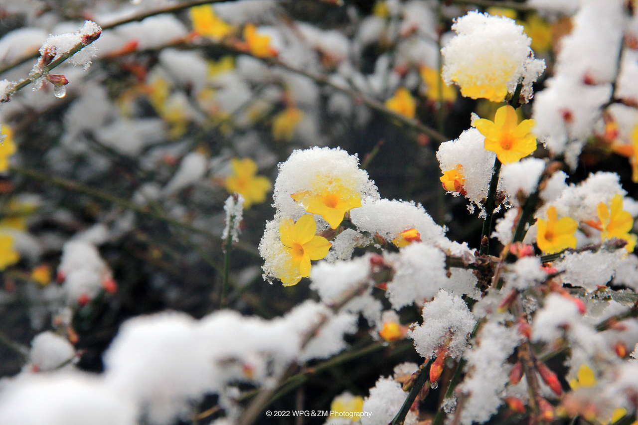 《 瑞雪迎春 》