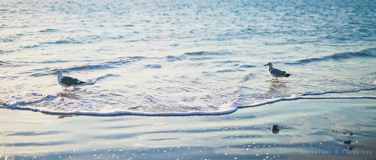 街拍游记 - 美西掠影