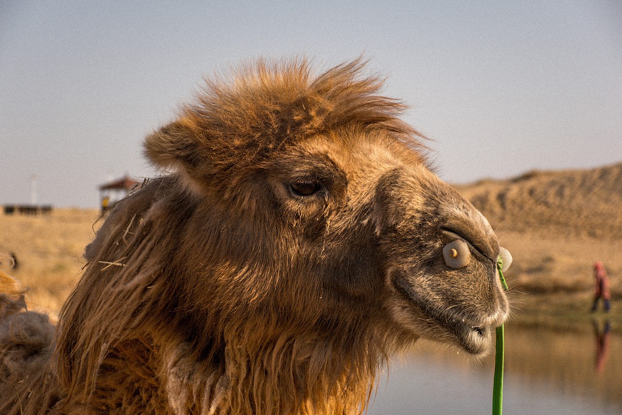骆驼图片素材免费下载 - 觅知网
