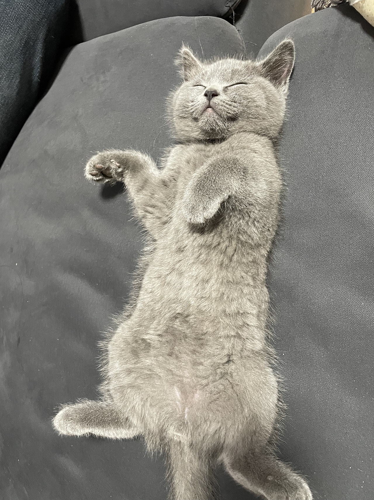 我家的懒猫（图ZMjc4MjM3MDQ0） - 宠物摄影 - 站酷设计师黄宇环原创素材 - 站酷ZCOOL