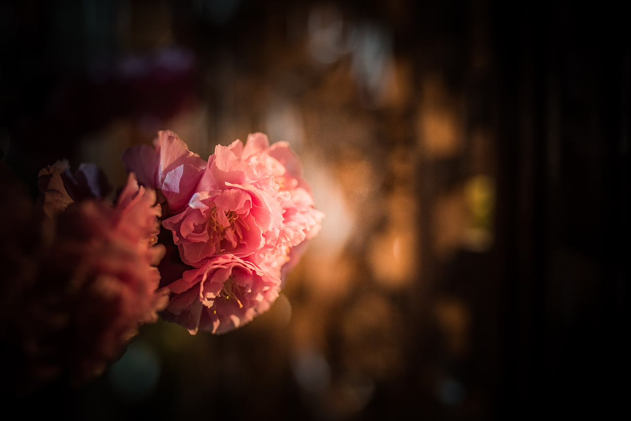 寻梅（图ZMTA4Njc0NDI0） - 产品摄影 - 站酷设计师姚澈Cheyo原创素材 - 站酷ZCOOL