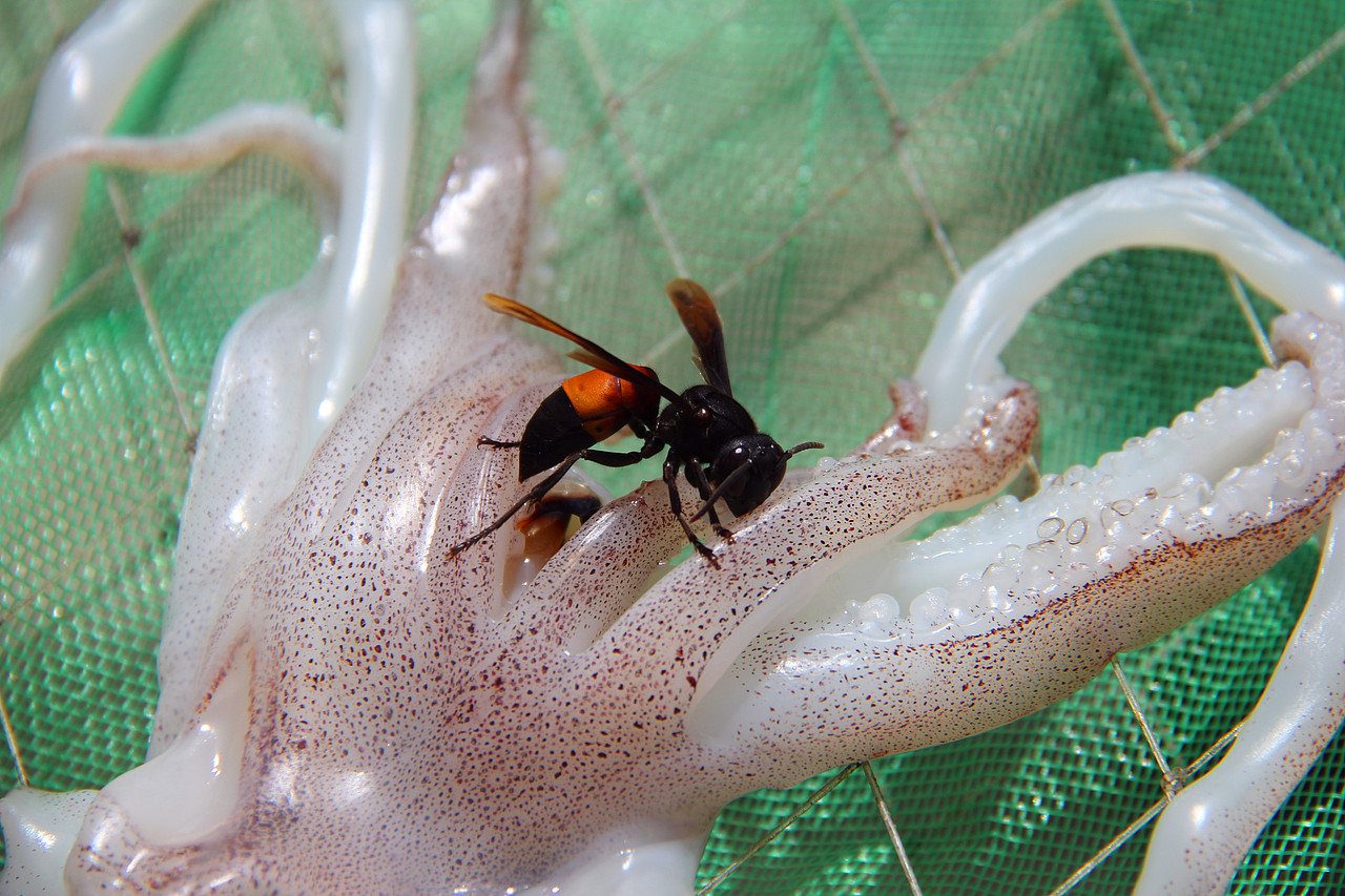 【越南岘港】随拍之二