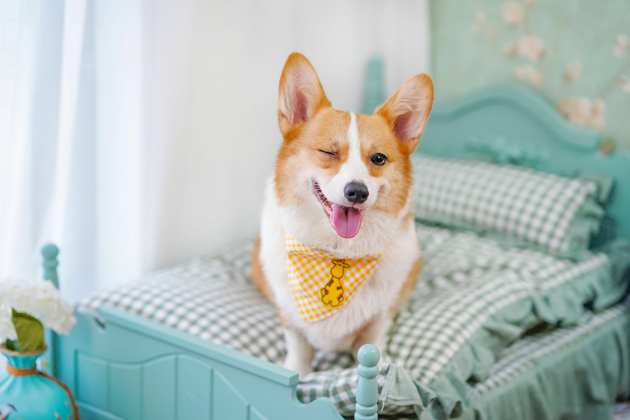 柯基合集——宠爱拾光宠物摄影（图ZMjU4OTk0ODM2） - 宠物摄影 - 站酷设计师petlight原创素材 - 站酷ZCOOL