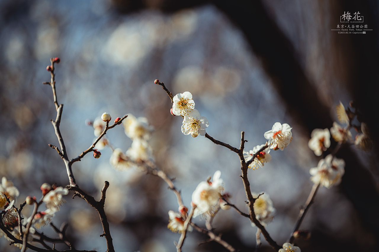 梅花-東京都・大谷田公園（おおやた）（图ZMjQyOTE2MDYw） - 风光摄影 - 站酷设计师yagiza原创素材 - 站酷ZCOOL