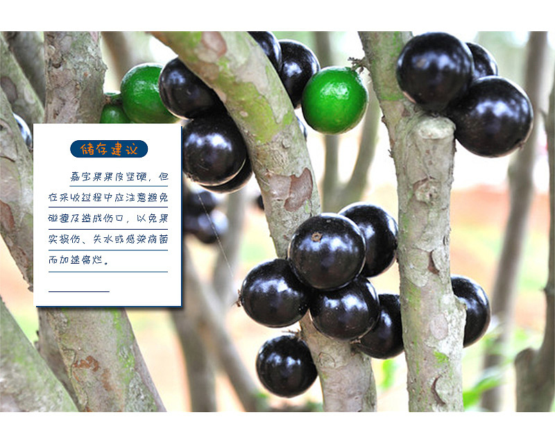 详情页（图ZNzMwMTg0NDQ=） - 信息图表 - 站酷设计师ouyang墨墨原创素材 - 站酷ZCOOL