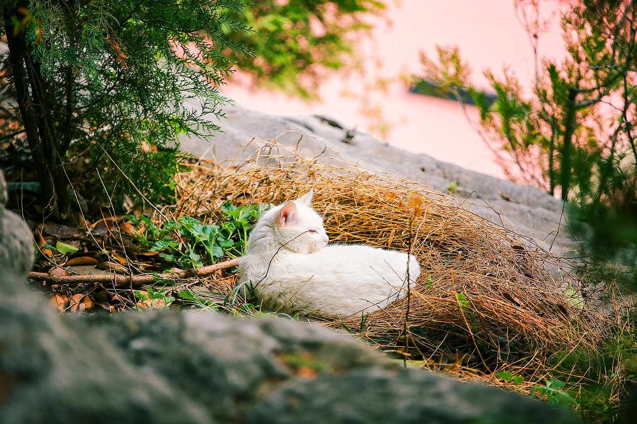 山猫日记20210630