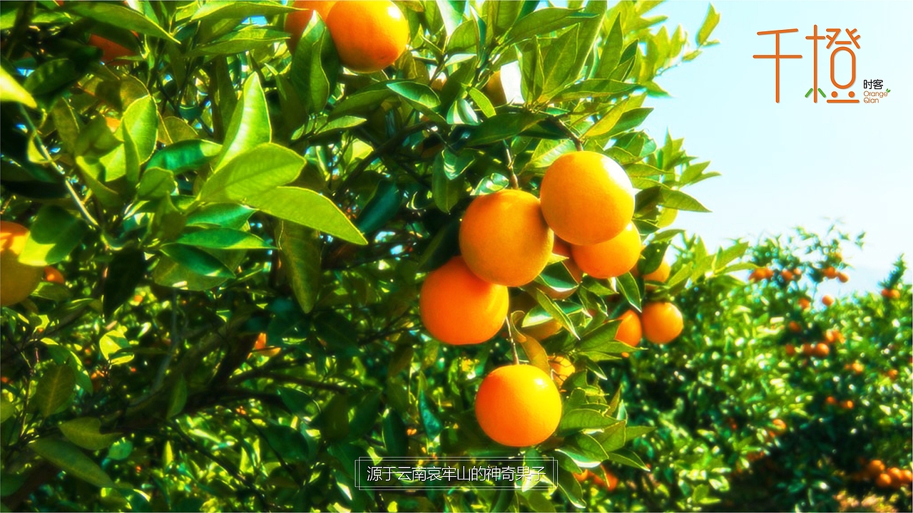 千橙 - 品牌设计（图ZNjU3NzYyNDQ=） - 包装 - 站酷设计师四分之三工作室原创素材 - 站酷ZCOOL