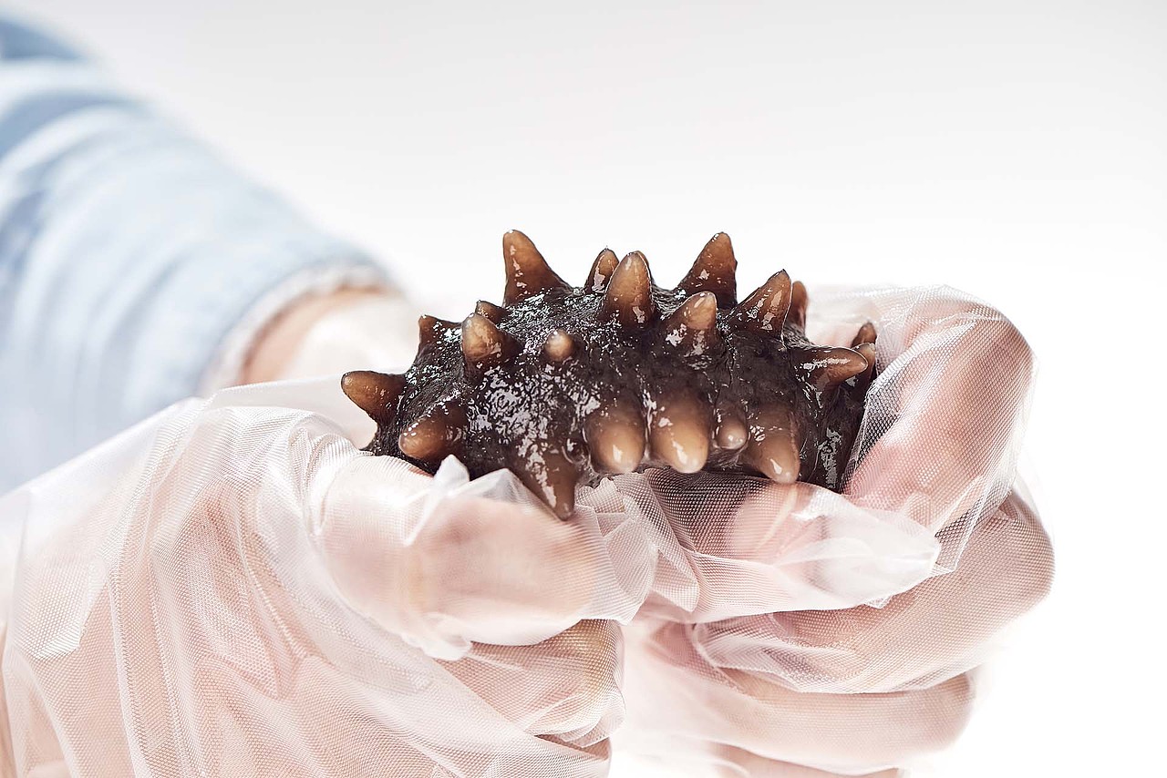 大连速发海参 即食海参 鲜蒸海参拍摄