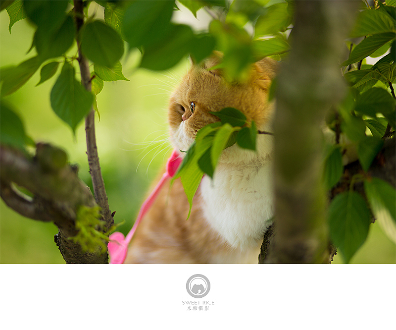 加菲阿宝和乱入的东西（图ZNDY1NjQ1Mjg=） - 宠物摄影 - 站酷设计师挂糖原创素材 - 站酷ZCOOL