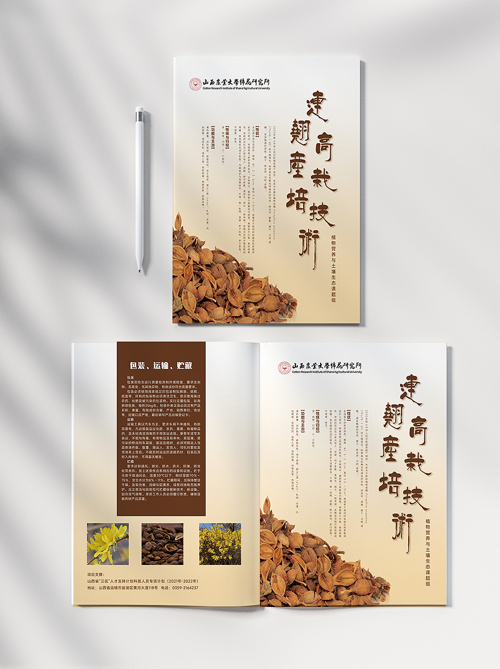 连翘药材折页设计