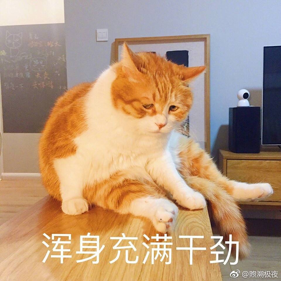 橘猫表情包