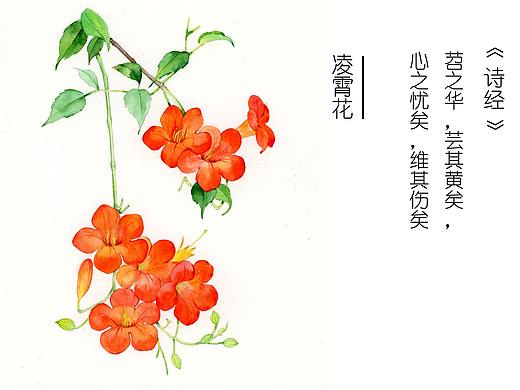 诗经更新