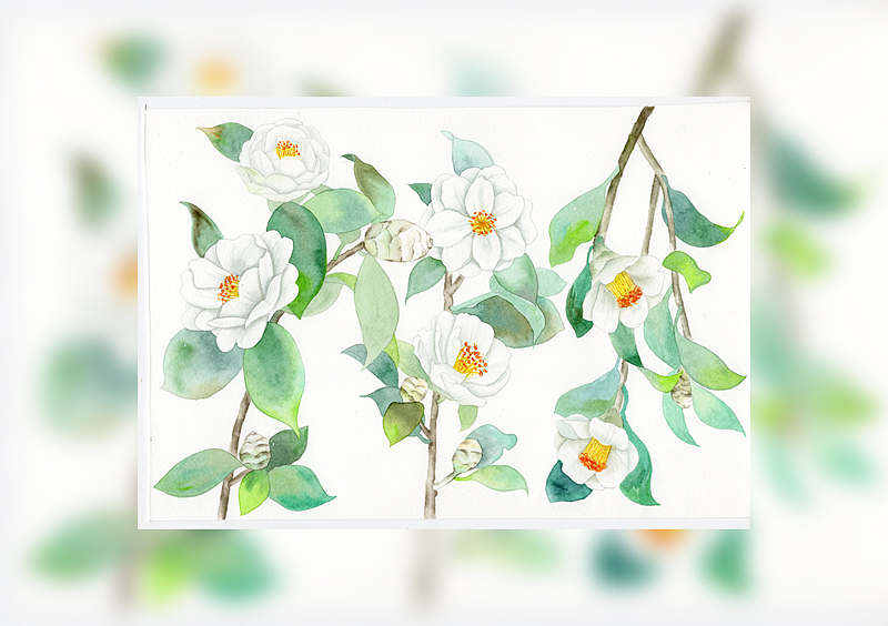 金浩茶油旗下的子公司合作的茶花插画