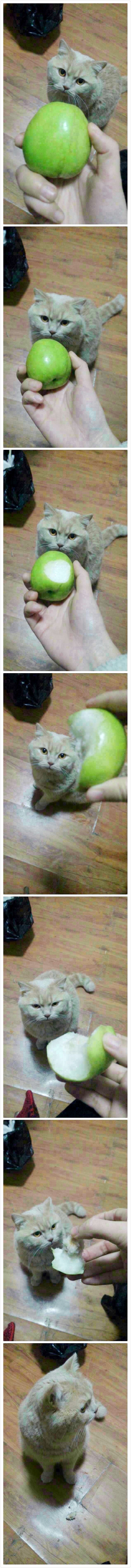 英国逗逼短毛猫poppin（图ZMjU3NTczNzI=） - 宠物摄影 - 站酷设计师黎小含原创素材 - 站酷ZCOOL