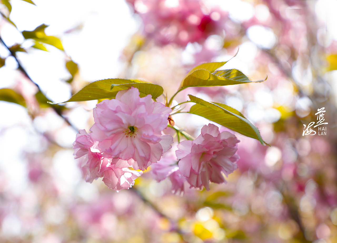 疫情终会过去，静候春暖花开（图ZMjk1NjEzMzc2） - 风光摄影 - 站酷设计师Z13172302原创素材 - 站酷ZCOOL