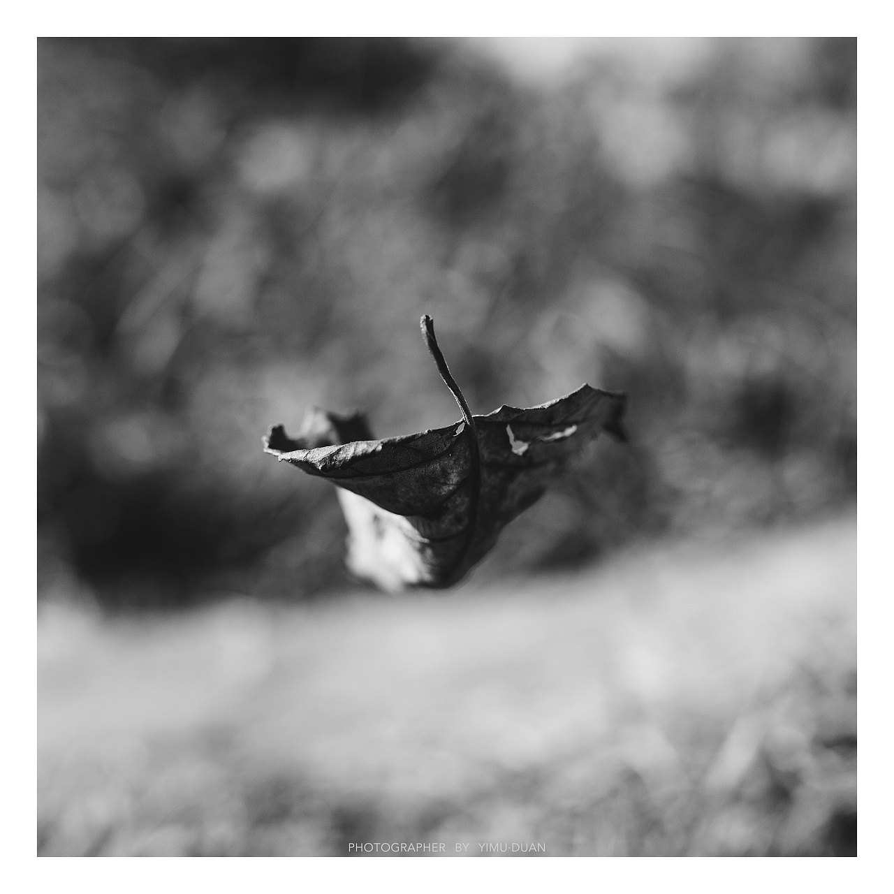 一花一世界~一树一枯荣