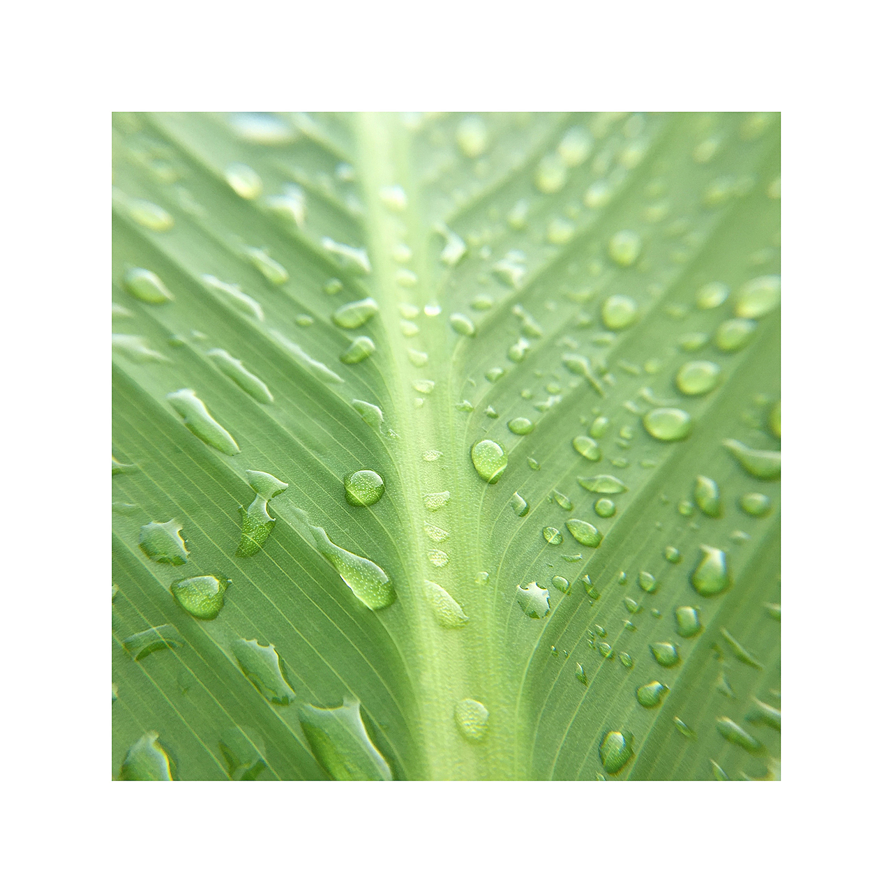 花花草草虫虫|手机摄影(二)