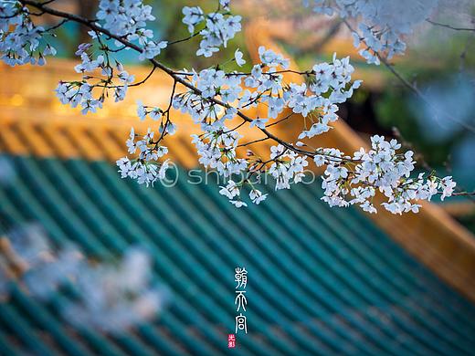 朝天宫·樱花