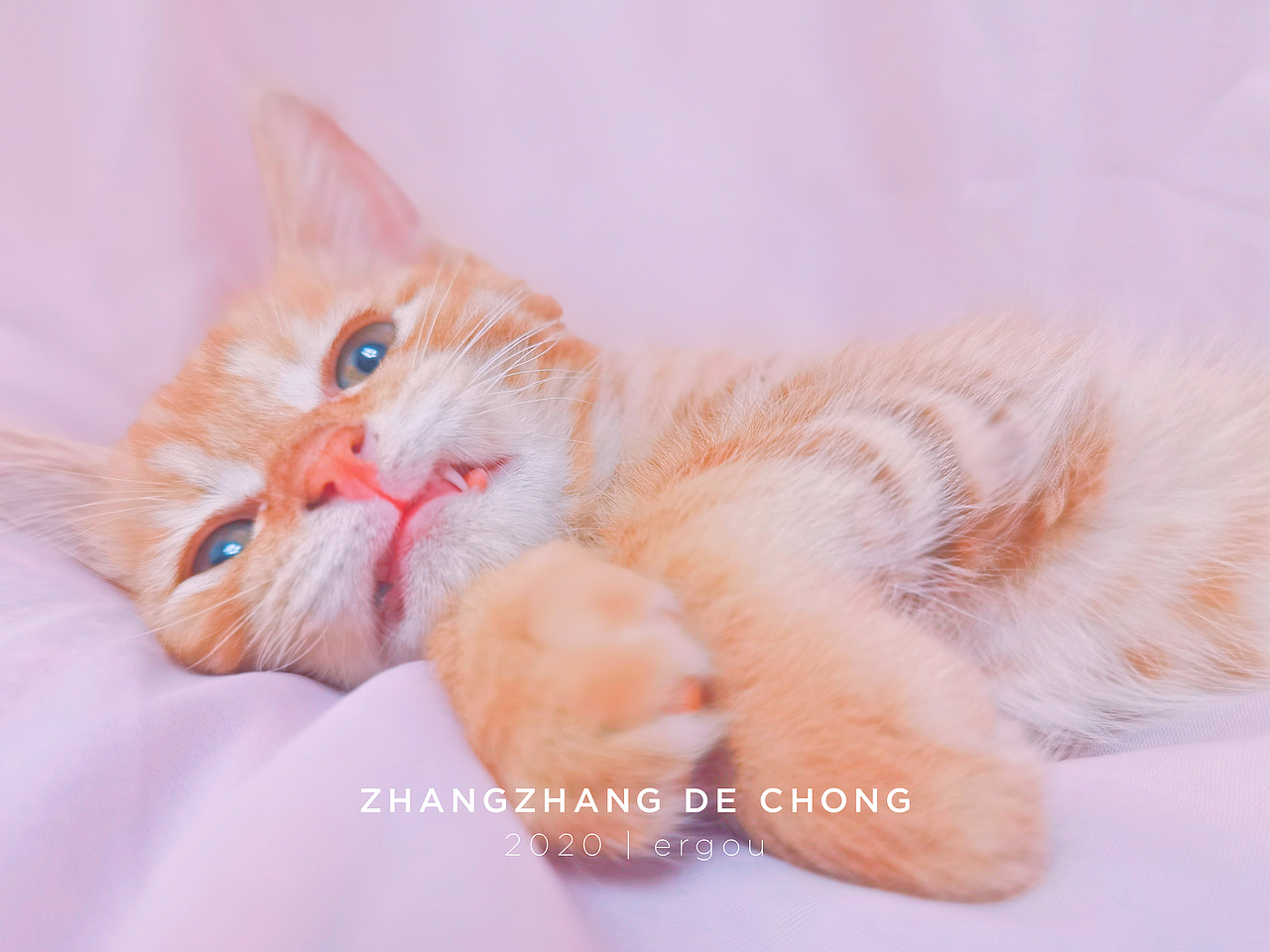 (家猫)手机摄影