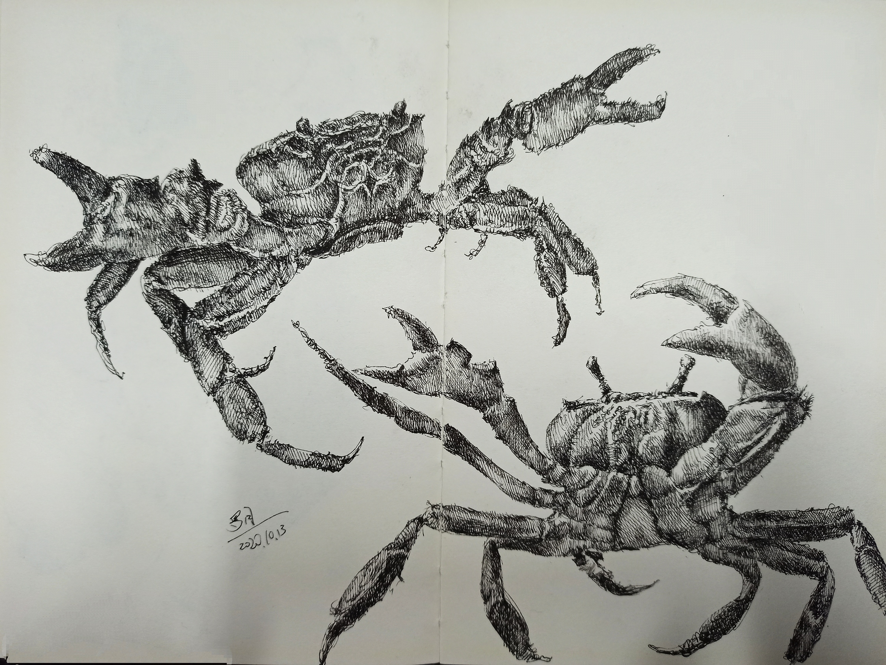 【钢笔画】钢笔画小练习,螃蟹