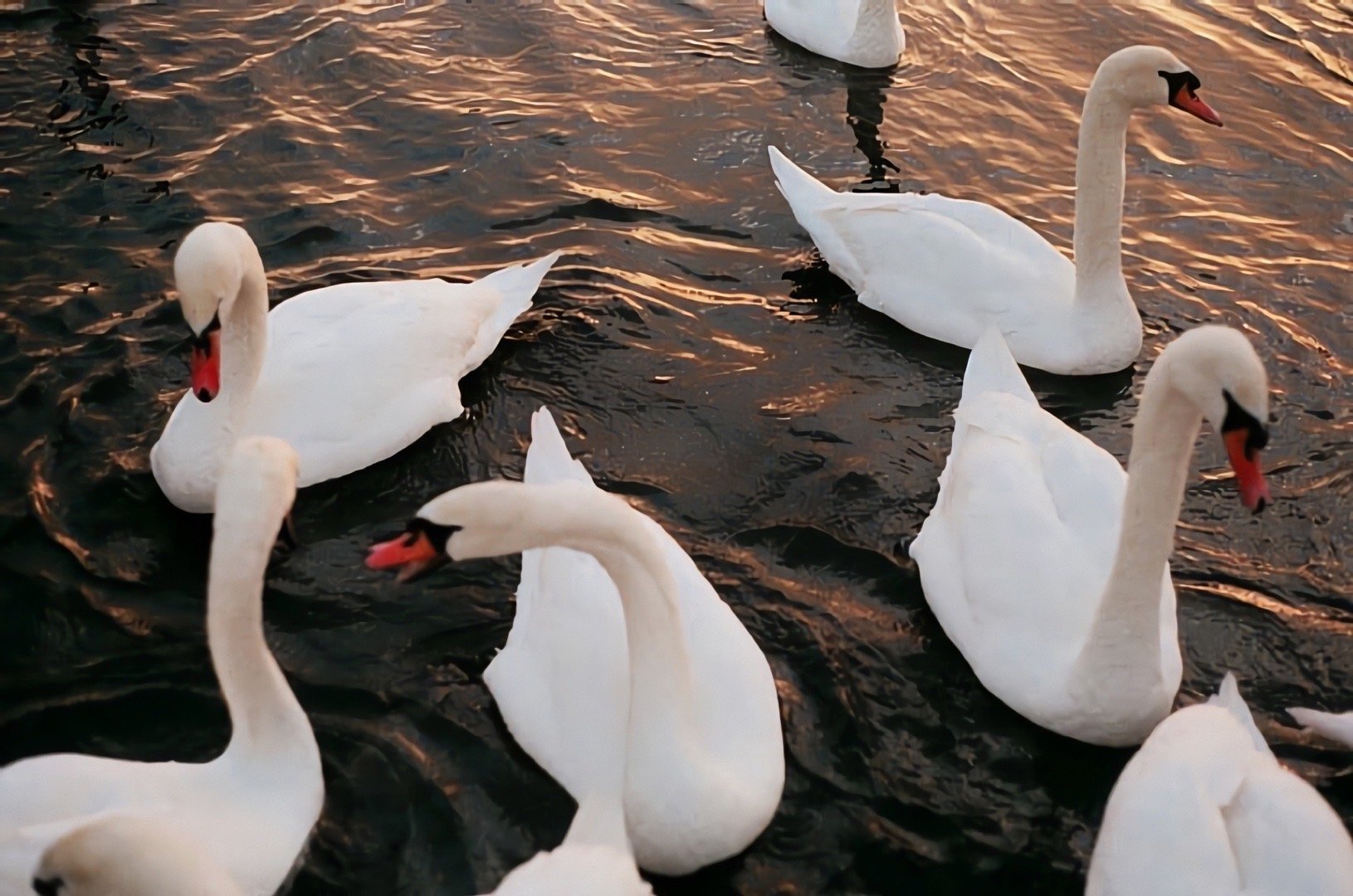 李铁柱cc的个人主页（封面预览） - 主页封面设置 - 站酷设计师李铁柱cc原创素材 - 站酷ZCOOL