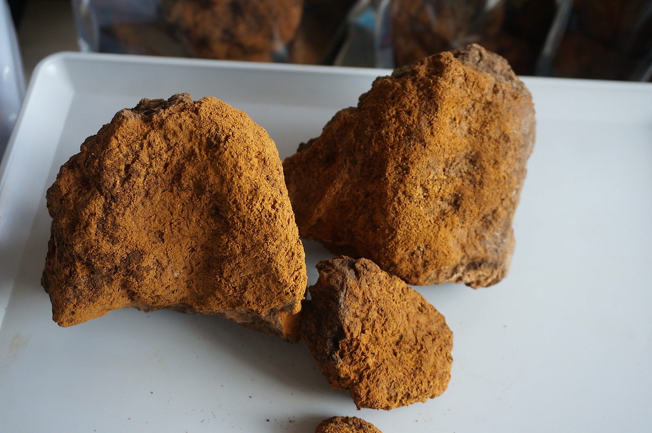 云南满泽桦树茸 俄罗斯白桦茸