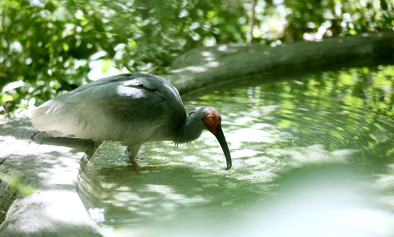 【动物园里的几幅鸟照摄影图片】生态摄影_太平洋电脑网摄影部落