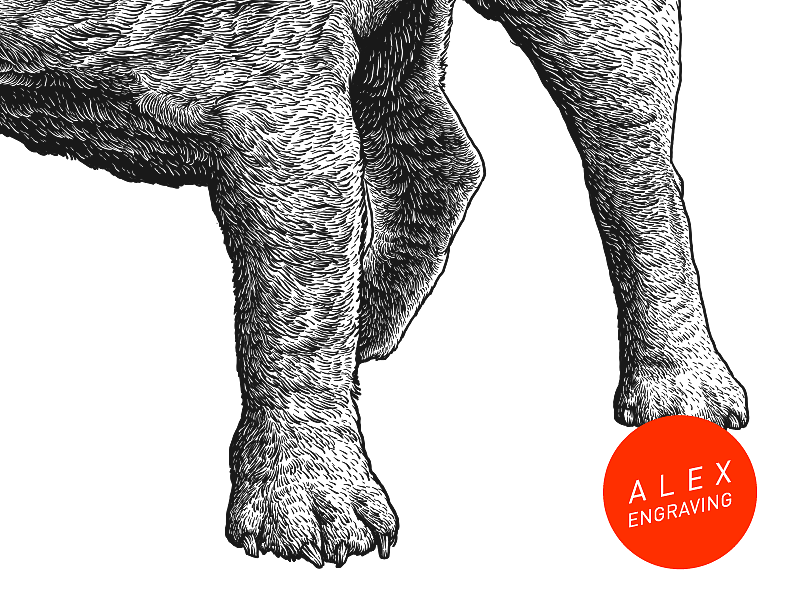 版画-斗牛（图ZMTExMDc3Njgw） - 商业插画 - 站酷设计师花椒的Alex原创素材 - 站酷ZCOOL