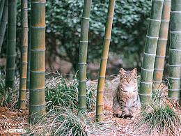 網(wǎng)頁(yè)-智能回復(fù)機(jī)器人界面