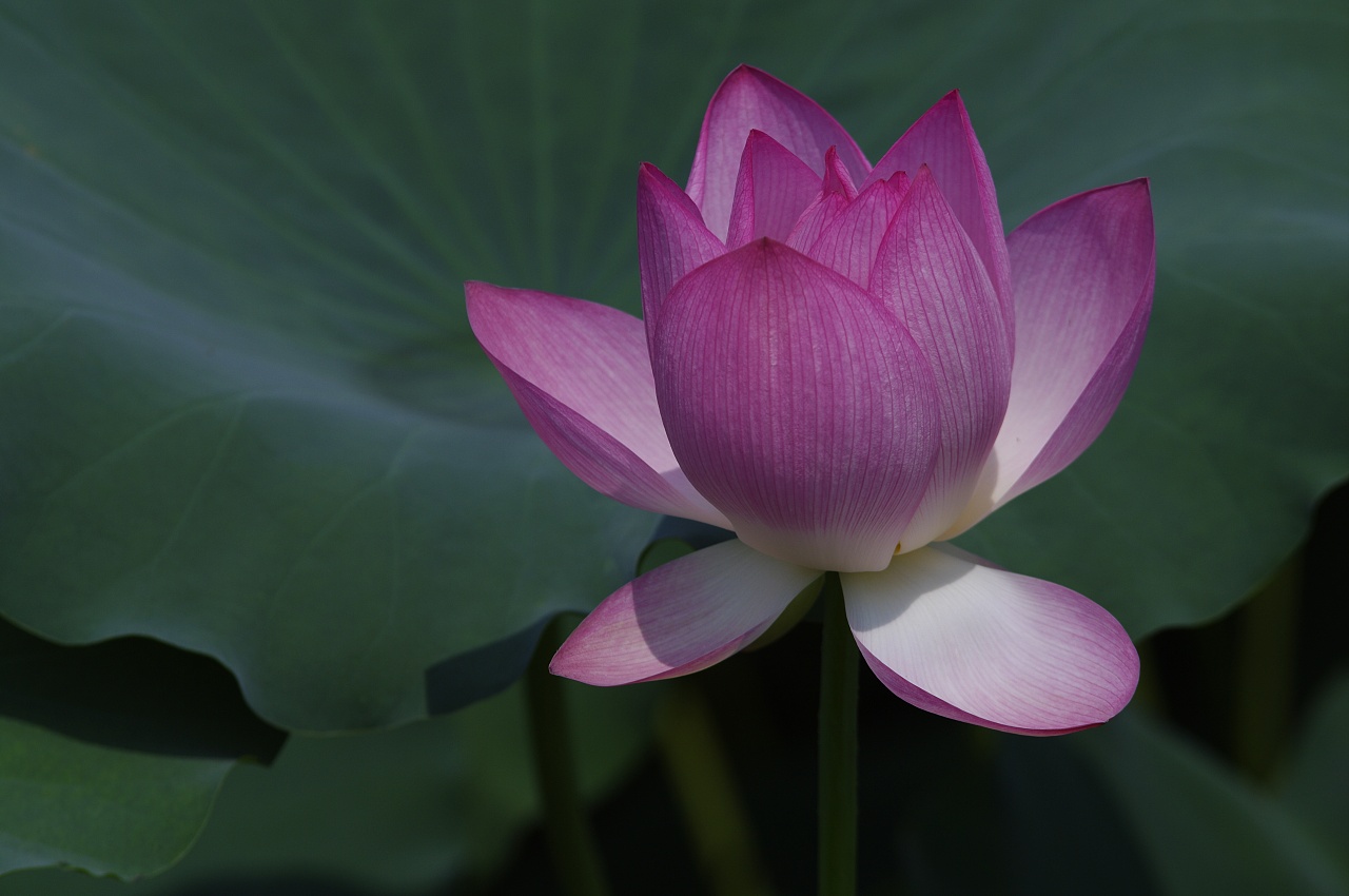 荷花|摄影|风光摄影|宝粥 - 原创作品 - 站酷 (zcool)