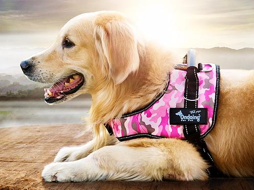 宠物胸背带直通车