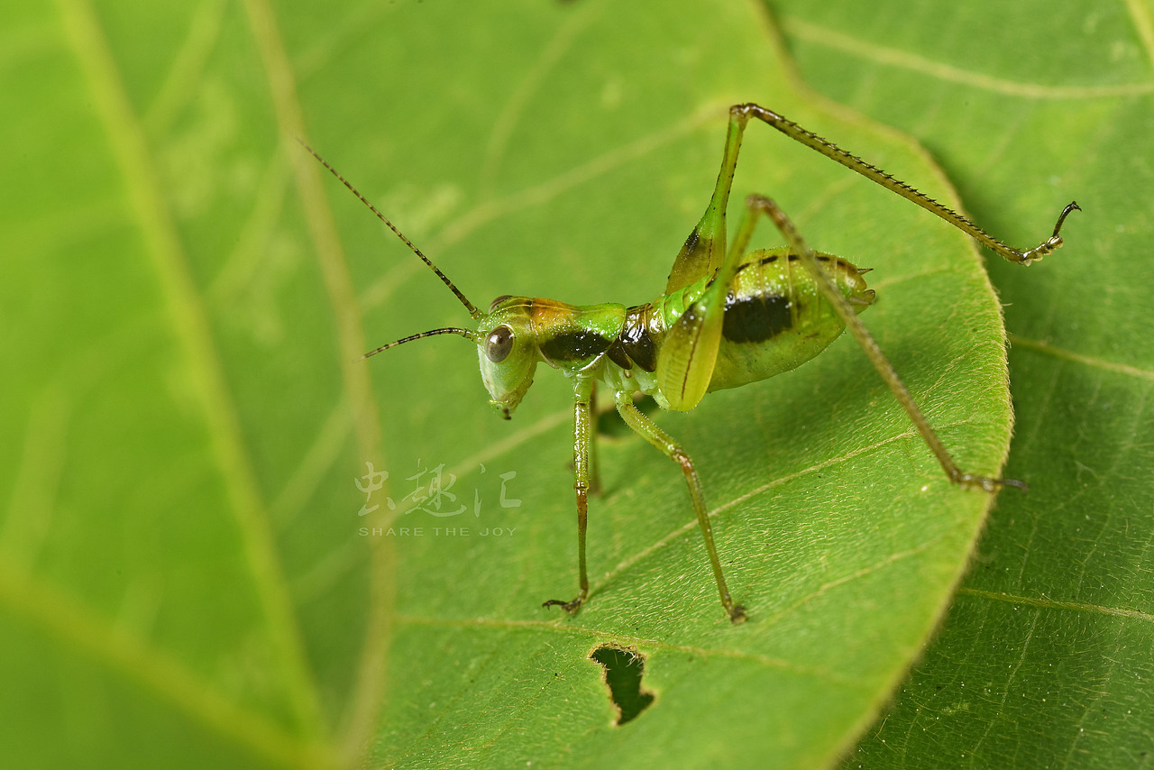 螽斯若虫 (种不详)
