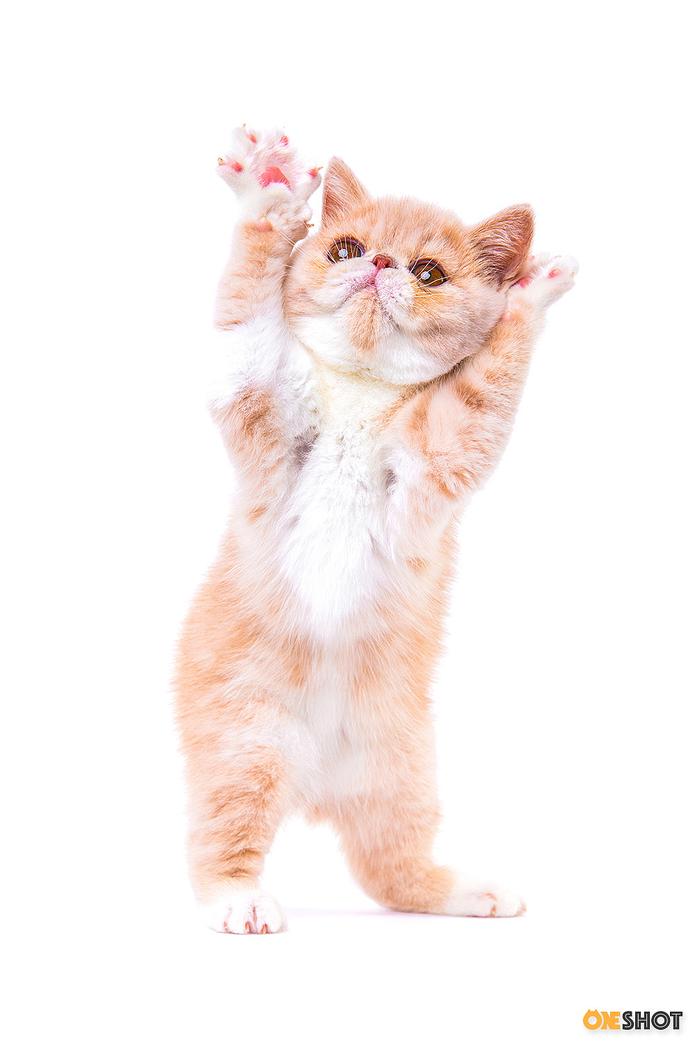 白底证件照加菲猫幼成