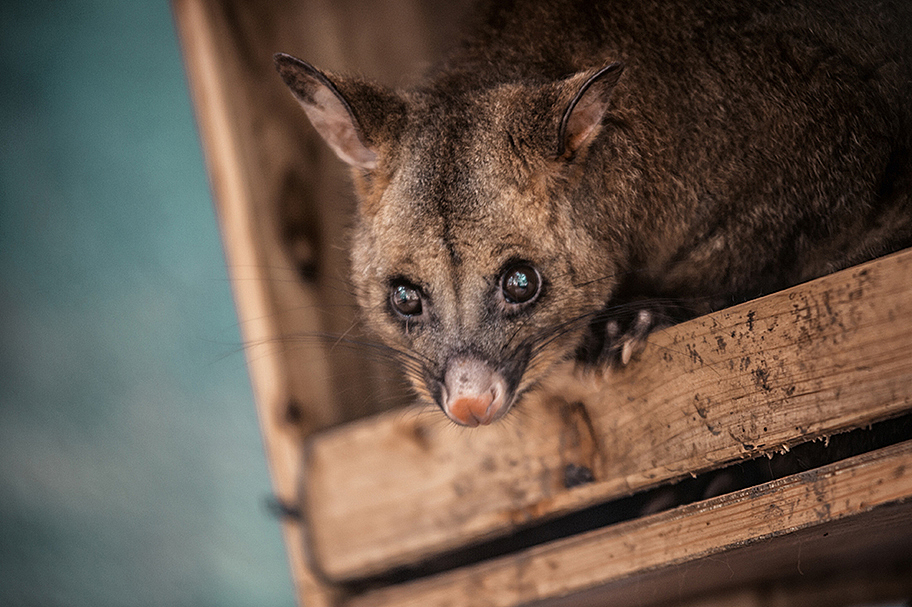 2013拍摄动物整理