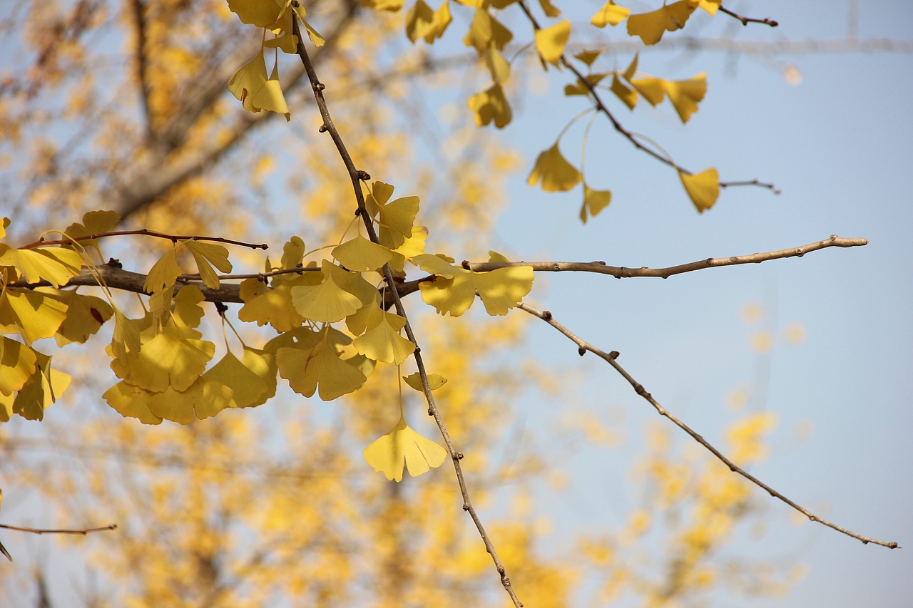 一树金黄（图ZNzMzMTAxMDg=） - 风光摄影 - 站酷设计师渣渣君JJ原创素材 - 站酷ZCOOL