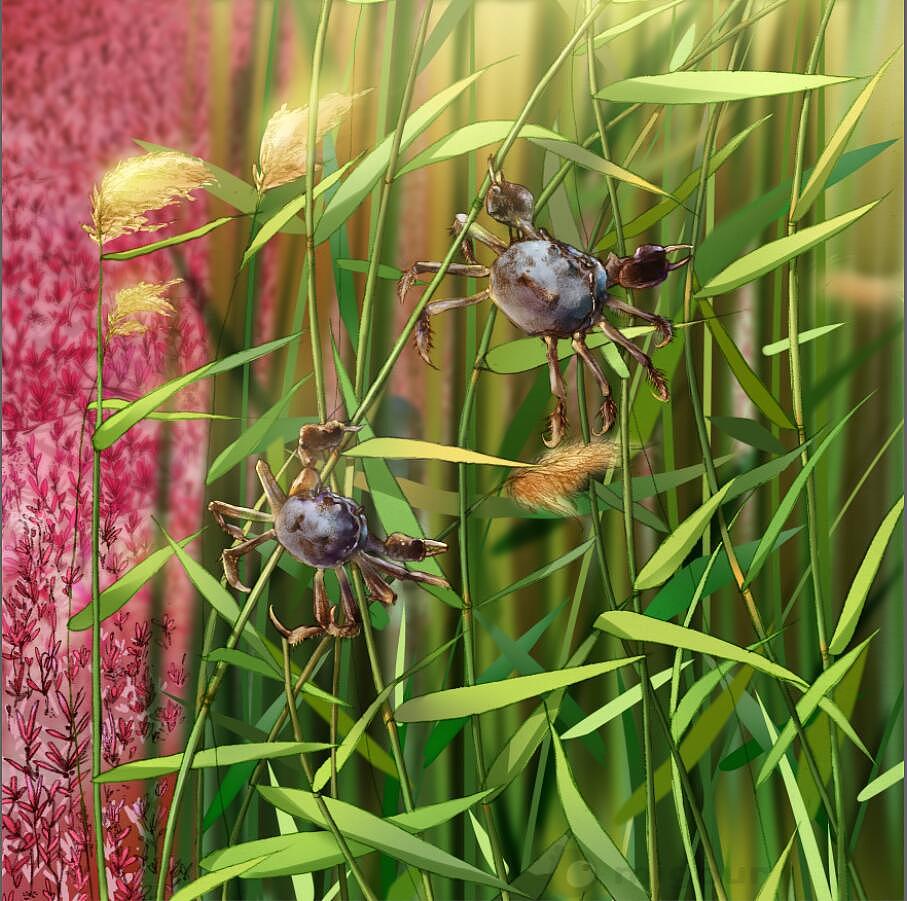 紅海灘之圓境印象（圖ZODI0MDQxNTY=） - 藝術(shù)插畫 - 站酷設(shè)計師米果migour原創(chuàng)素材 - 站酷ZCOOL