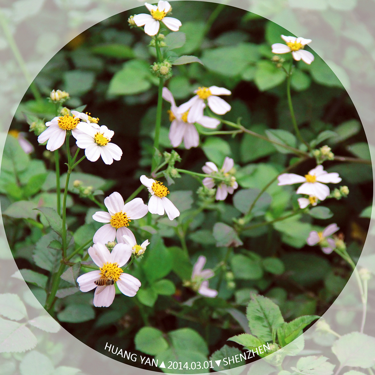 丰泽湖山庄碎片拍（图ZMjI2Mjk1OTY=） - 风光摄影 - 站酷设计师huangyan52406原创素材 - 站酷ZCOOL