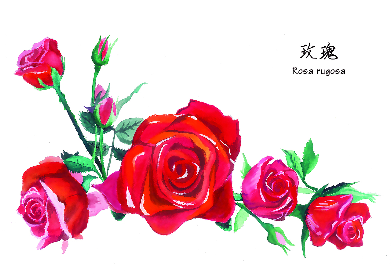 植物插画（图ZMjg4ODMwNjQ=） - 商业插画 - 站酷设计师在下陈三岁_原创素材 - 站酷ZCOOL