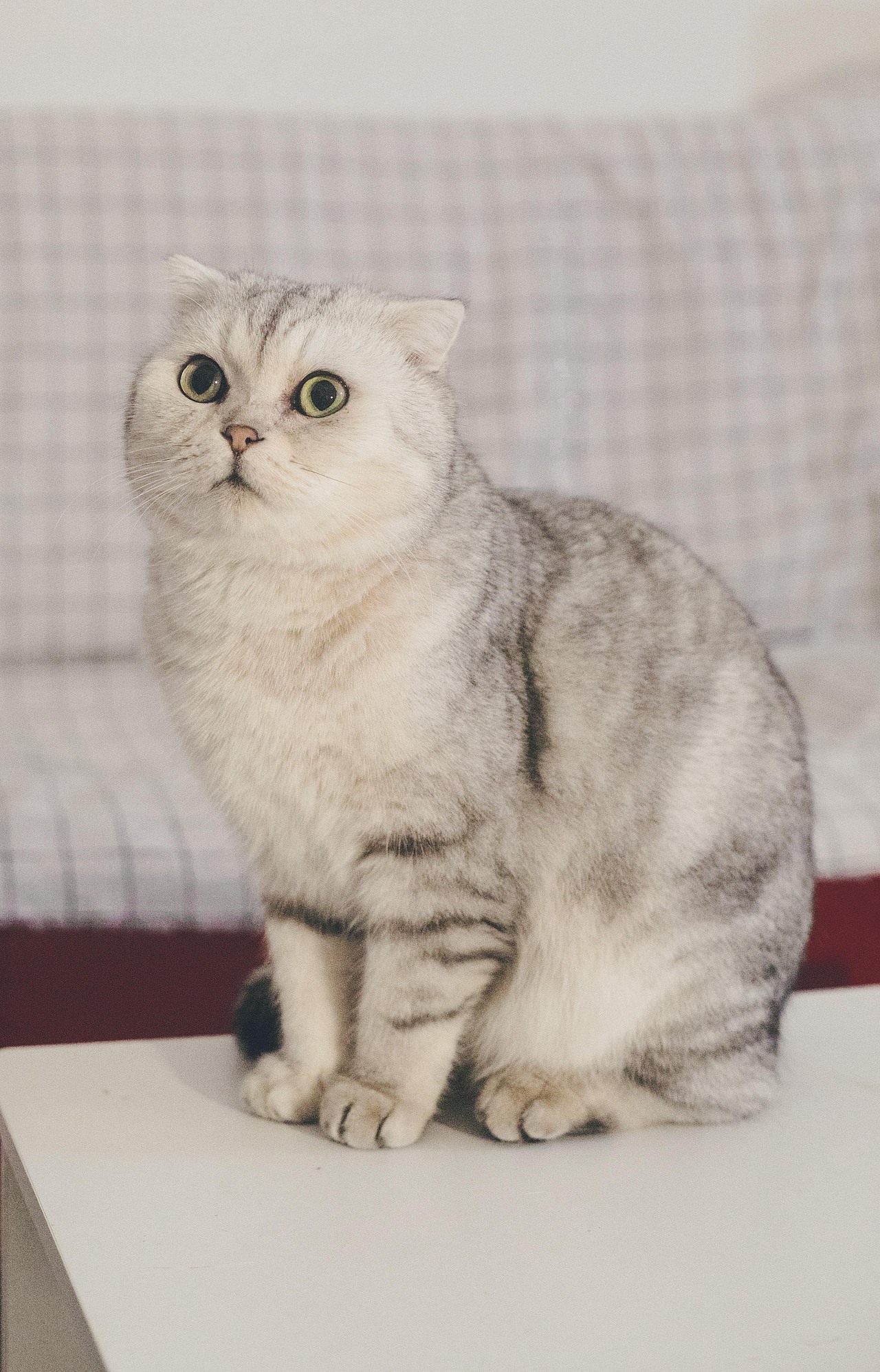 我没有陪着你，但是你让我温暖（图ZMTg4NDE1NjY0） - 宠物摄影 - 站酷设计师懒惰的胡奇奇原创素材 - 站酷ZCOOL