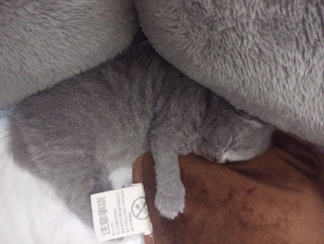 沐米猫舍 纯蓝色-英国短毛猫-高清照片