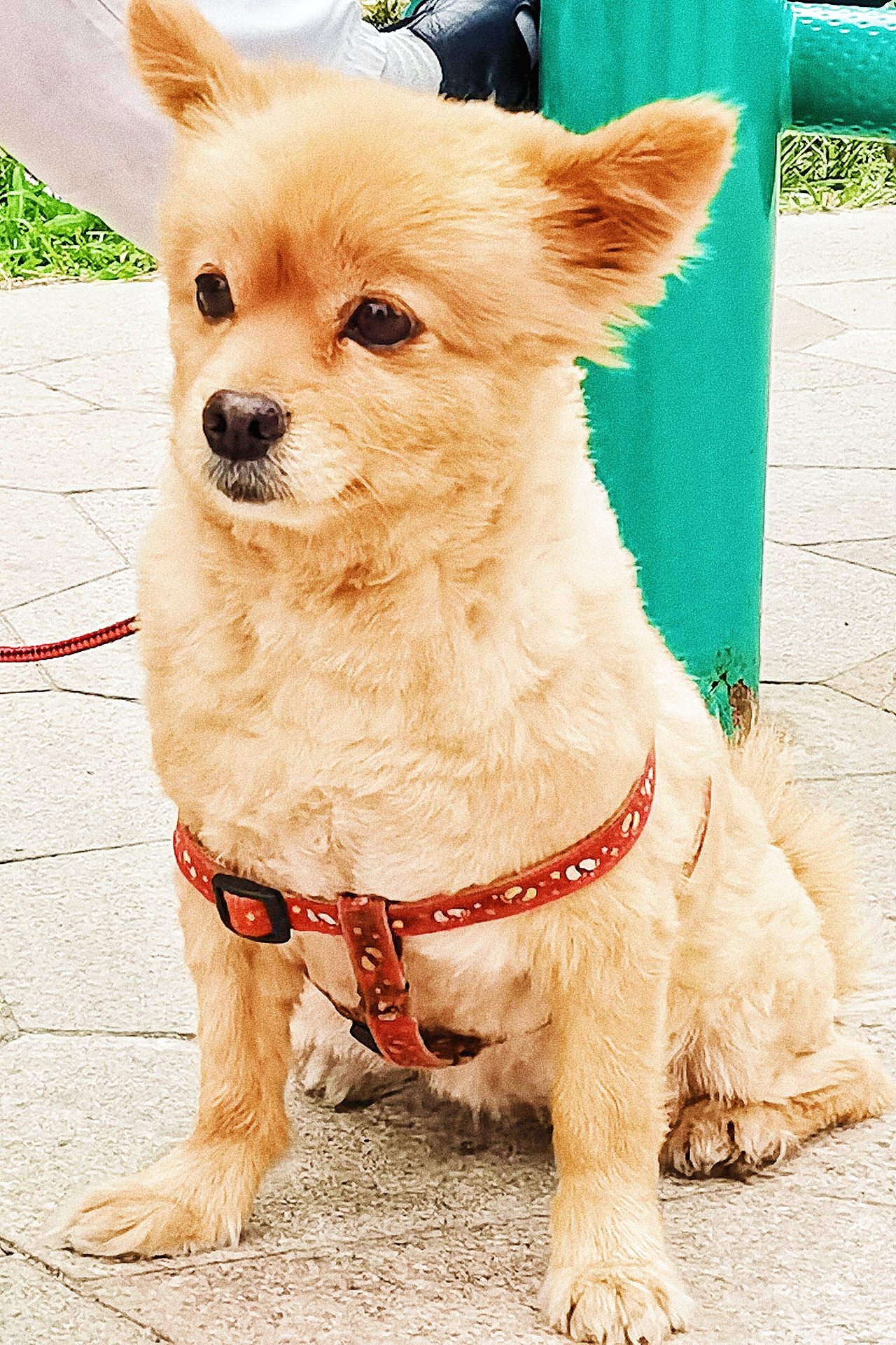 帅小狗🐶的表情包变化