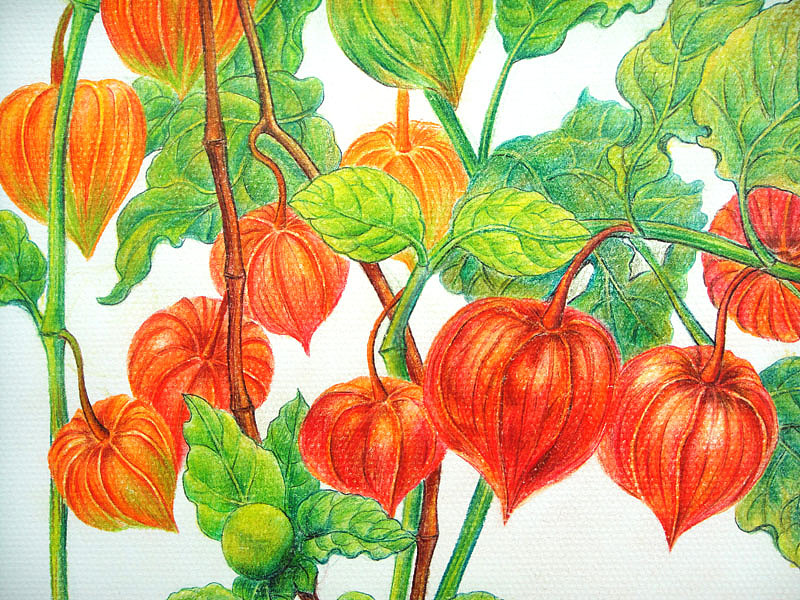 红姑娘红姑鸟儿水溶彩铅