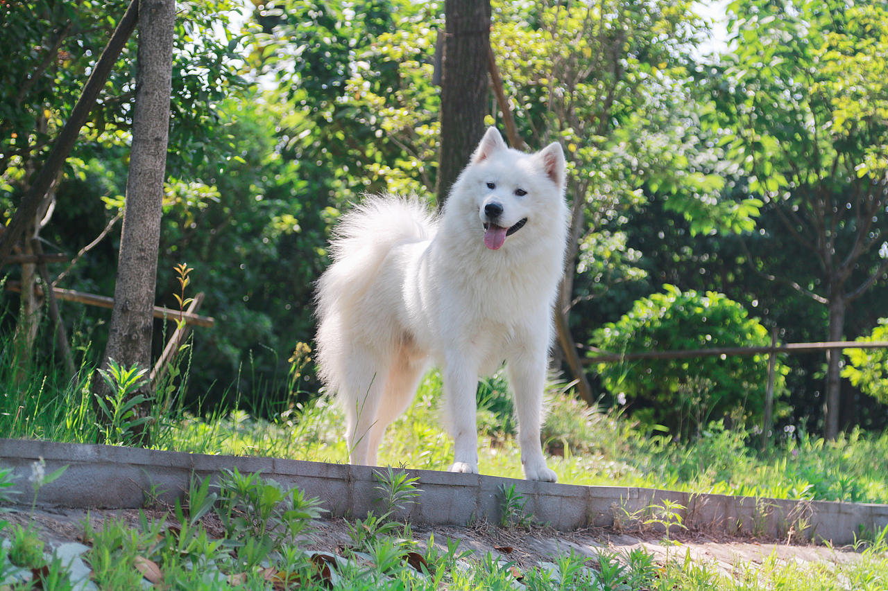 我的宠物们（图ZODA2OTczMDg=） - 宠物摄影 - 站酷设计师大郭2497原创素材 - 站酷ZCOOL