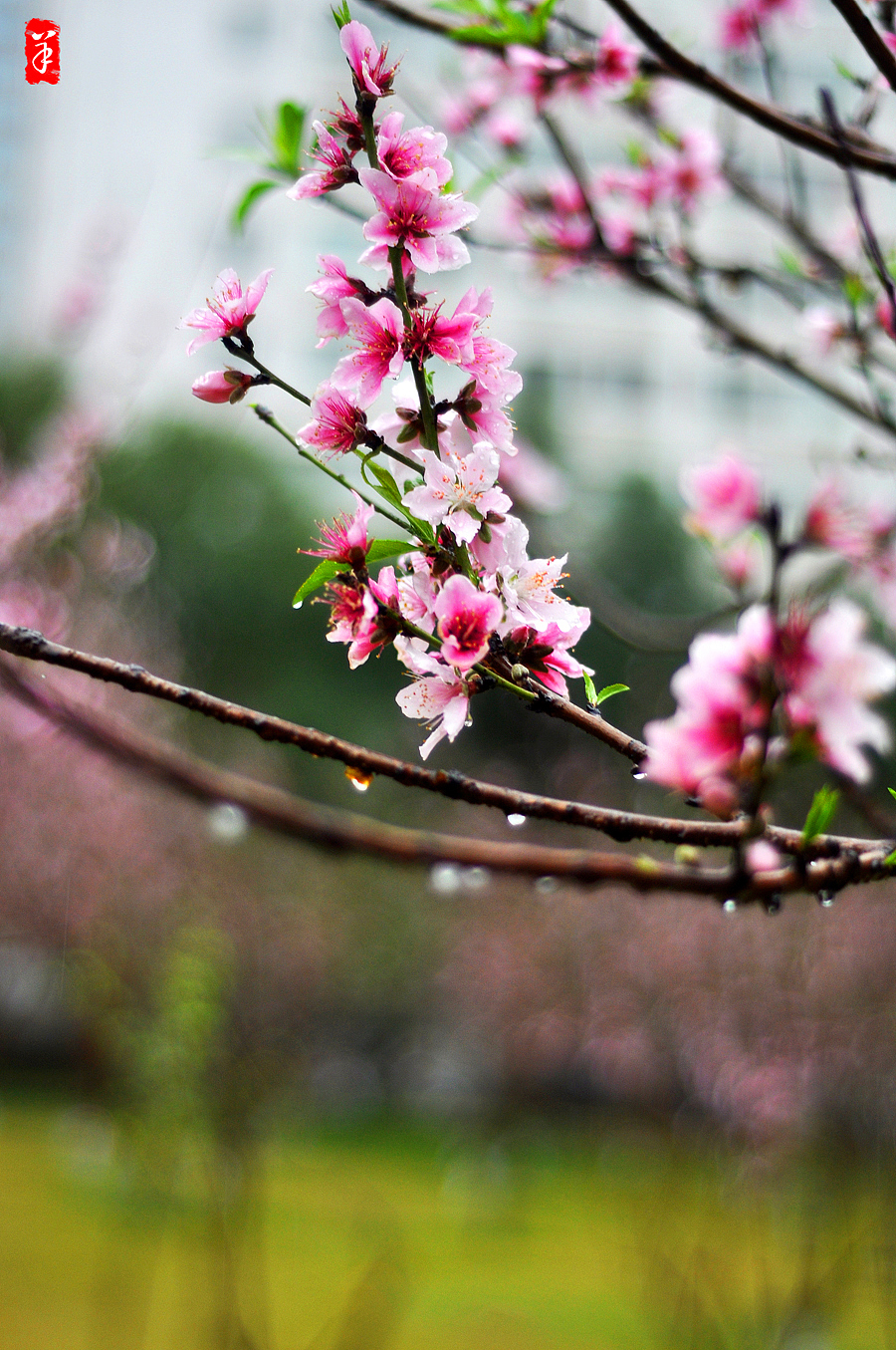 2014春·深圳大学桃花朵朵（图ZMTQwOTUwNjQ=） - 风光摄影 - 站酷设计师szuedu2005原创素材 - 站酷ZCOOL